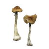 A+ Shrooms in Canada, shroomsdelivery canada, shroomsdeliverycanada, shrooms delivery, shrooms delivery worldwide, A+ Magic Mushroom for sale