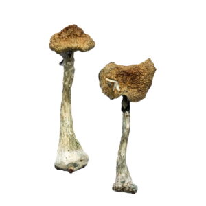 A+ Shrooms in Canada, shroomsdelivery canada, shroomsdeliverycanada, shrooms delivery, shrooms delivery worldwide, A+ Magic Mushroom for sale