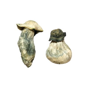 Albino Penis Envy Magic Mushrooms, shrooms delivery, shrooms delivery in canada, magic mushrooms delivery, magic mushrooms delivery canada