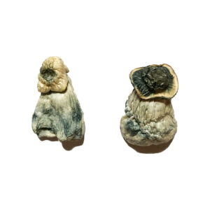 Albino Penis Envy Magic Mushrooms, shrooms delivery, shrooms delivery in canada, magic mushrooms delivery, magic mushrooms delivery canada