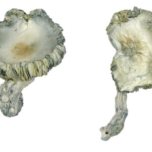 Shrooms in Canada, Shrooms in Canada for sale, dmt vape pen canada, magic mushroom delivery, mdma online purchase, shroooms for sale