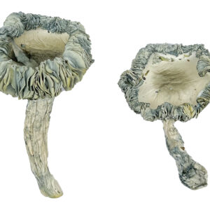 Shrooms in Canada, Shrooms in Canada for sale, dmt vape pen canada, magic mushroom delivery, mdma online purchase, shroooms for sale