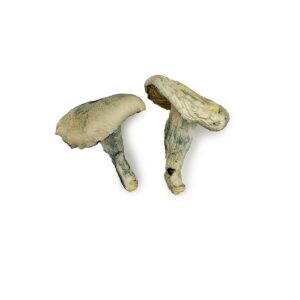 Shroomsdeliverycanada, Shrooms delivery canada Albino Thai Lipa Yai Magic Mushrooms, magic mushrooms delivery canada, canada shrooms