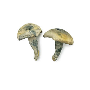 Shroomsdeliverycanada, Shrooms delivery canada Albino Thai Lipa Yai Magic Mushrooms, magic mushrooms delivery canada, canada shrooms
