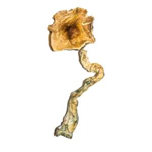 B+ Magic Mushrooms, B+ Magic Mushrooms In Canada, magic mushrooms delivery in canada, shroomsdeliverycanada, dmt vape pen canada for sale