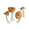 Burmese Magic Mushrooms, mdma online purchase, mdma online purchase in canada, magic mushroom delivery canada, buy shrooms online canada