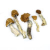 DC Mak Magic Mushrooms, magic mushroom delivery, Buy B+ mushroom in canada, mdma online purchase, mdma online purchase canada, shrooms canada