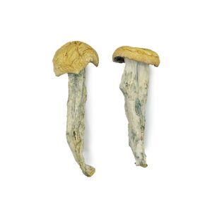 Fo Dawg Magic Mushrooms , magic mushroom delivery, Buy B+ mushroom in canada, mdma online purchase, mdma online purchase canada, shrooms canada