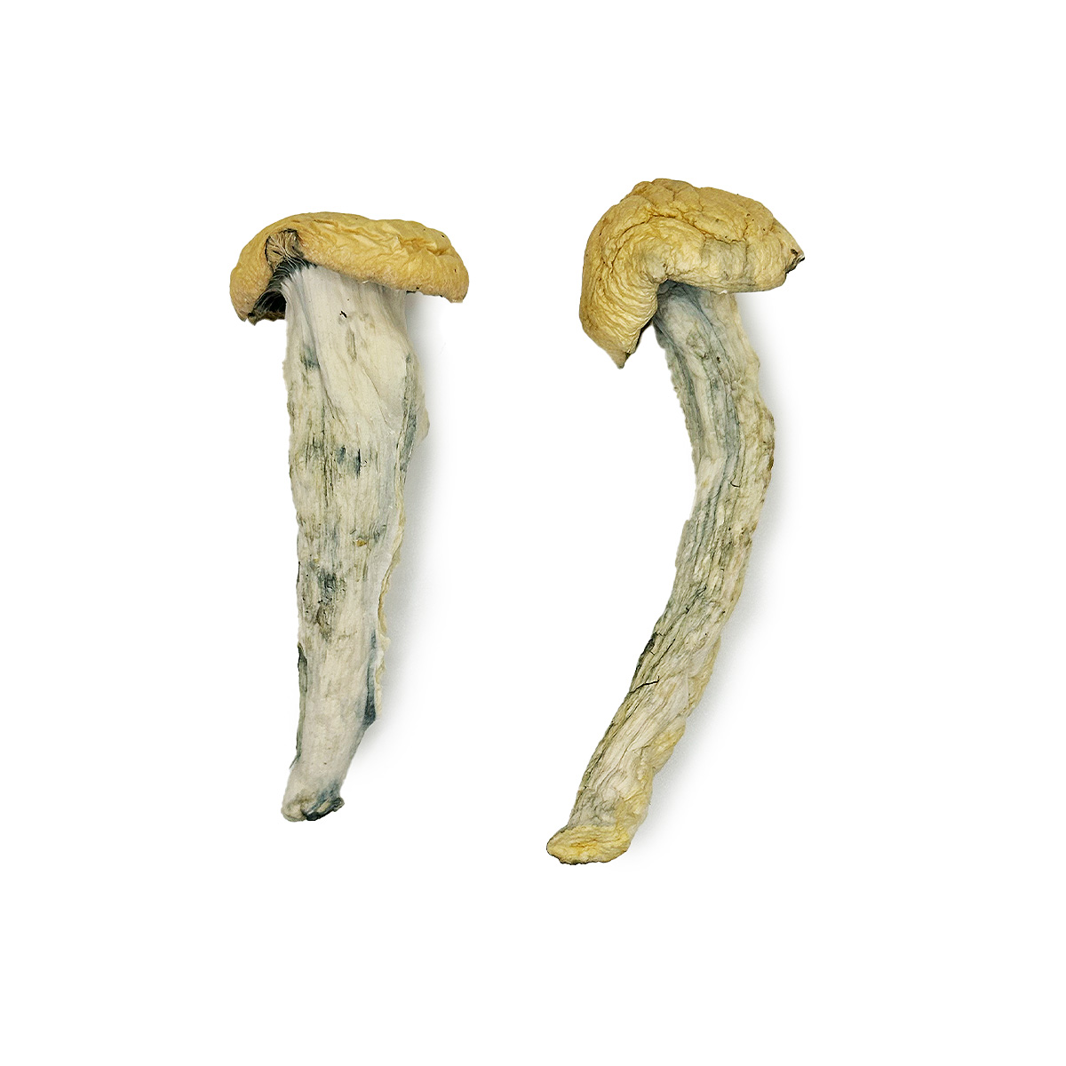 Fo Dawg Magic Mushrooms , magic mushroom delivery, Buy B+ mushroom in canada, mdma online purchase, mdma online purchase canada, shrooms canada