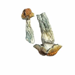 Golden Penis Envy Magic Mushrooms, Dried Magic Mushroom, magic mushroom delivery, shrooms direct, magic mushrooms delivery canada