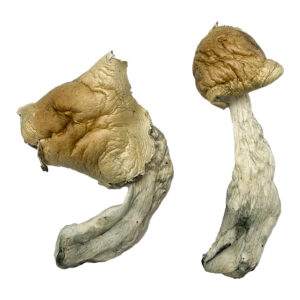 Gorlin Magic Mushrooms, magic mushrooms delivery, magic mushrooms delivery canada, shrooms delivery, shrooms delivery canada, buy shrooms canada