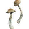 HillBilly Magic Mushrooms Online, magic mushrooms delivery, magic mushrooms delivery canada, shrooms delivery, shrooms delivery canada, buy shrooms canada
