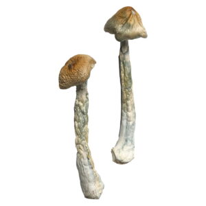 HillBilly Magic Mushrooms Online, magic mushrooms delivery, magic mushrooms delivery canada, shrooms delivery, shrooms delivery canada, buy shrooms canada