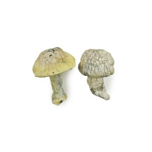 Buy Dry Magic Mushroom