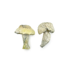 Buy Dry Magic Mushroom