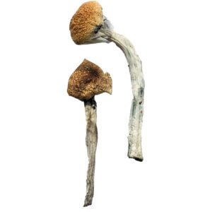 Fuck Magic Mushrooms, Buy Dry Magic Mushroom, Buy magic mushrooms in canada, magic mushrooms for sale in canada, shrooms delivery canada