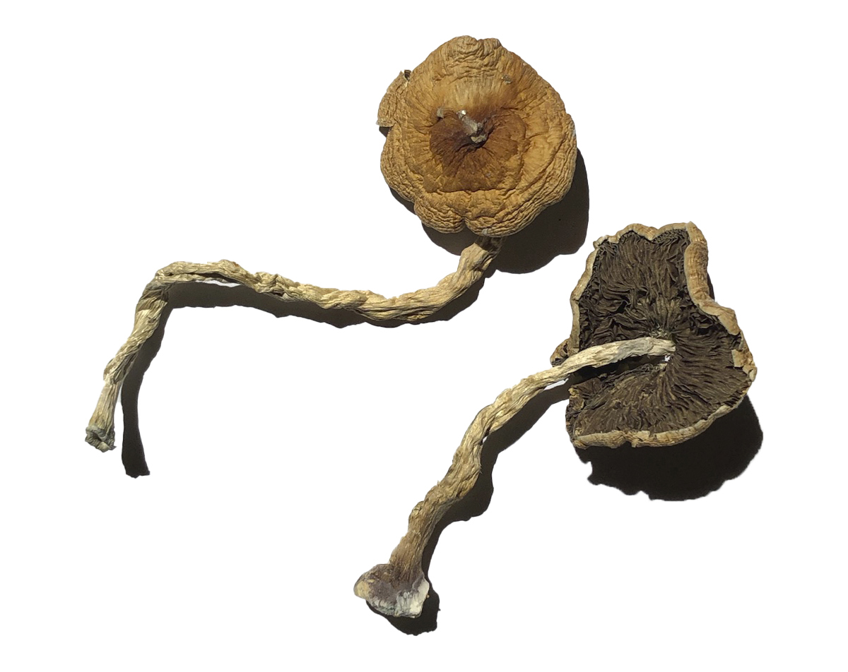 Classic Magic Mushrooms Online, Penis Envy Magic Mushroom, Penis Envy Magic Mushrooms, shrooms delivery, shrooms delivery canada online