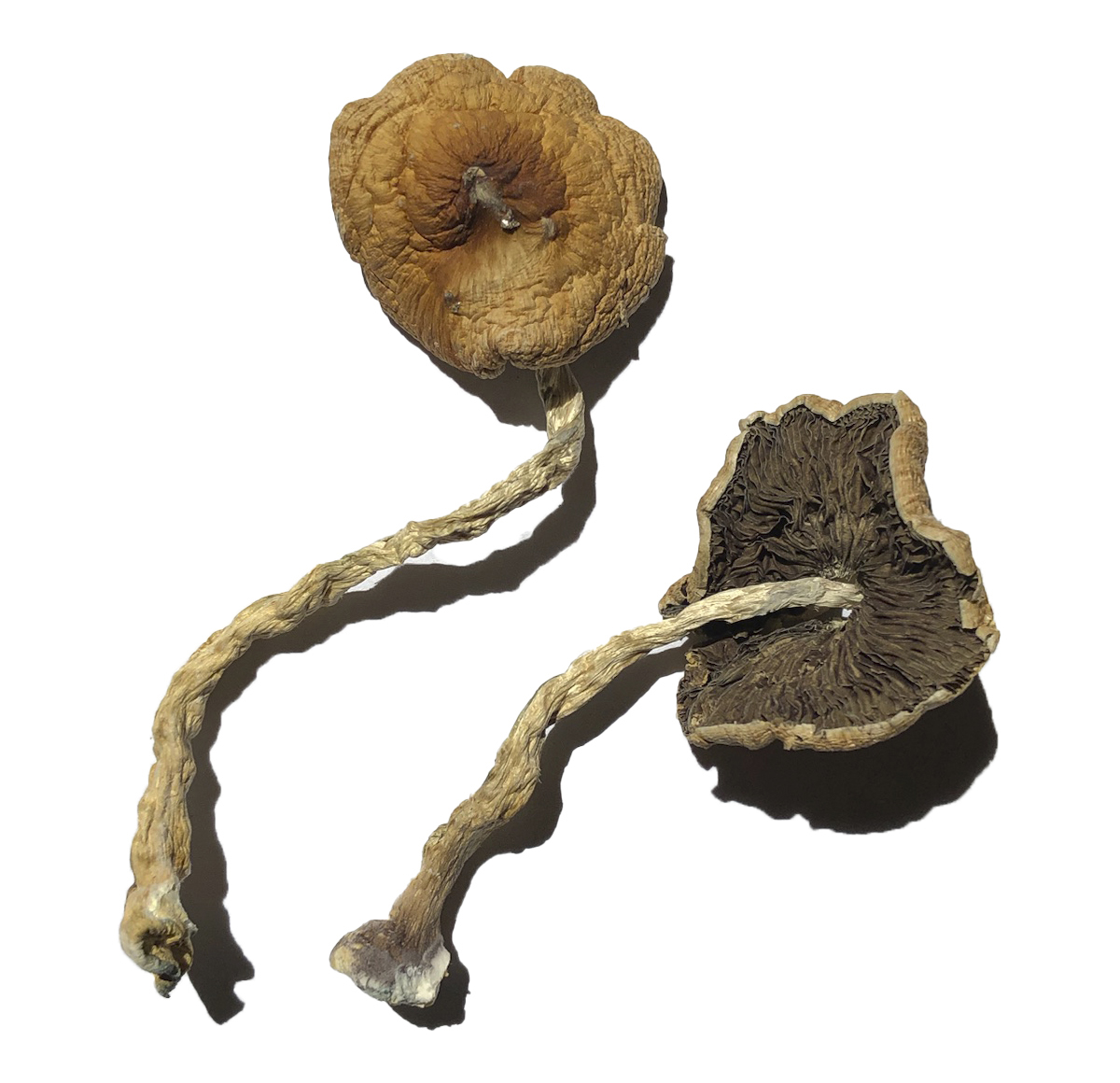 Classic Magic Mushrooms Online, Penis Envy Magic Mushroom, Penis Envy Magic Mushrooms, shrooms delivery, shrooms delivery canada online