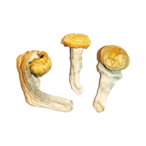 Buy Penis Envy Magic Mushrooms Online