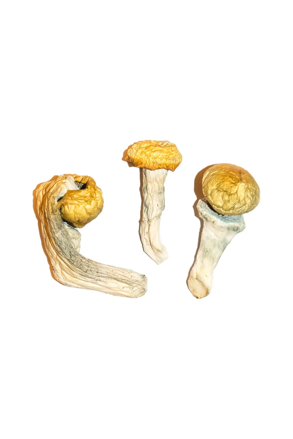 Buy Penis Envy Magic Mushrooms Online