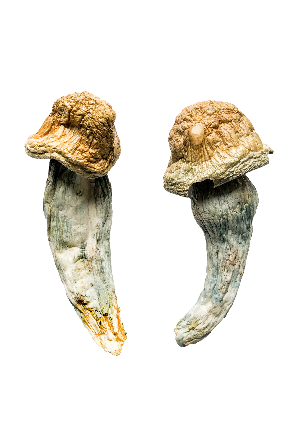 Penis Envy magic shrooms, Buy Penis Envy XL Mushrooms Online, buy shrooms Canada, Gorlin Magic Mushroom, Gorlin Magic Mushrooms, magic mushrooms