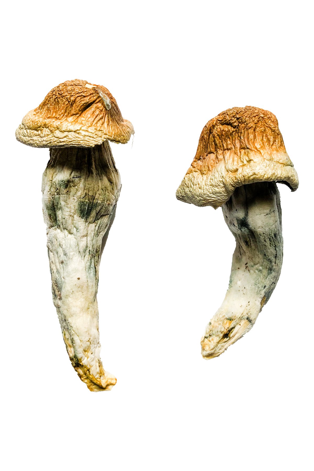 Penis Envy magic shrooms, Buy Penis Envy XL Mushrooms Online, buy shrooms Canada, Gorlin Magic Mushroom, Gorlin Magic Mushrooms, magic mushrooms