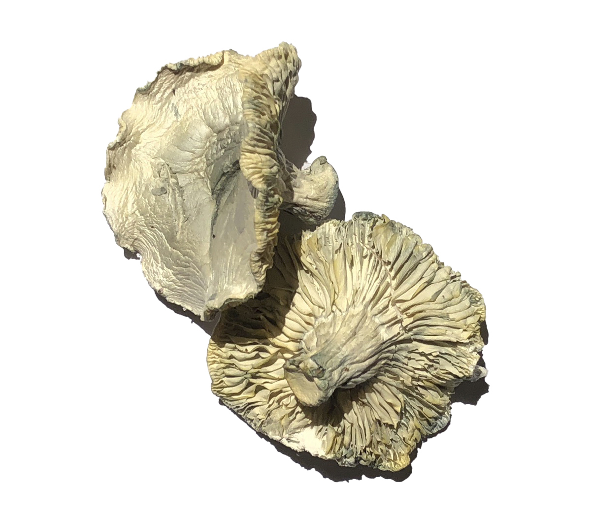 Phobos Magic Mushrooms