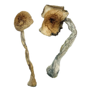 Quezon Magic Mushrooms
