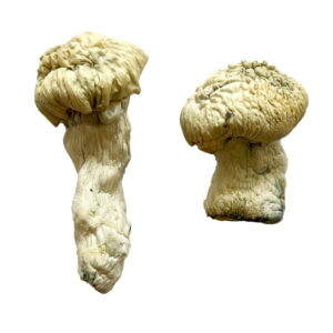 Albino magic mushroom for sale, Buy Albino magic mushroom in canda, psilocybin microdose capsules canada, shroom shop online, shrooms online canada,