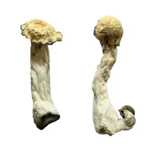 Albino magic mushroom for sale, Buy Albino magic mushroom in canda, psilocybin microdose capsules canada, shroom shop online, shrooms online canada,
