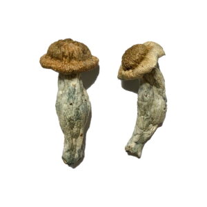 Mushrooms Online, mushroom for sale online, Buy mushroom in canada online, where to buy dry mushroom, magic mushroom gummies for sale in canada