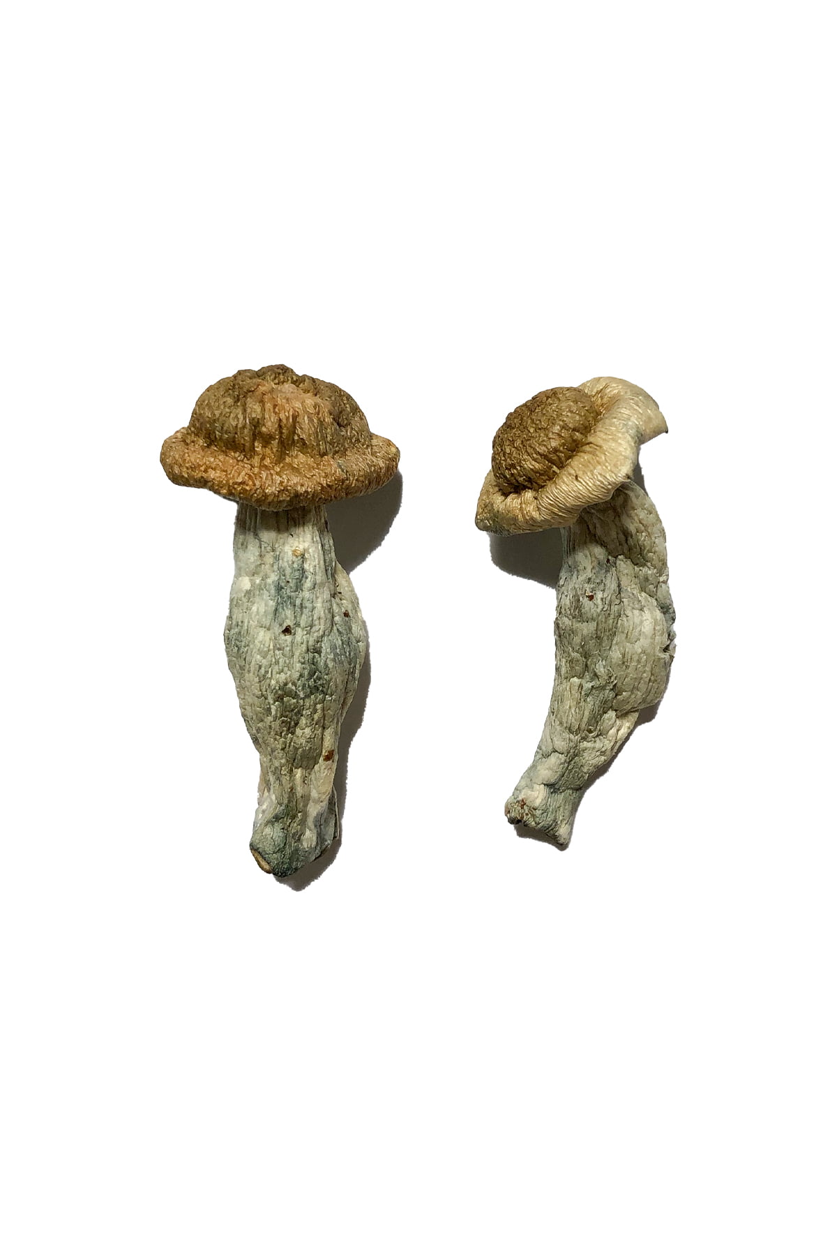Iceberg Magic Mushroom, Iceberg Magic Mushroom, B+ Magic Mushroom for sale, A+ Magic Mushrooms, B+ Shrooms in Canada, African Transkei Magic