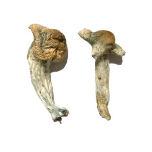 Mushrooms Online, mushroom for sale online, Buy mushroom in canada online, where to buy dry mushroom, magic mushroom gummies for sale in canada