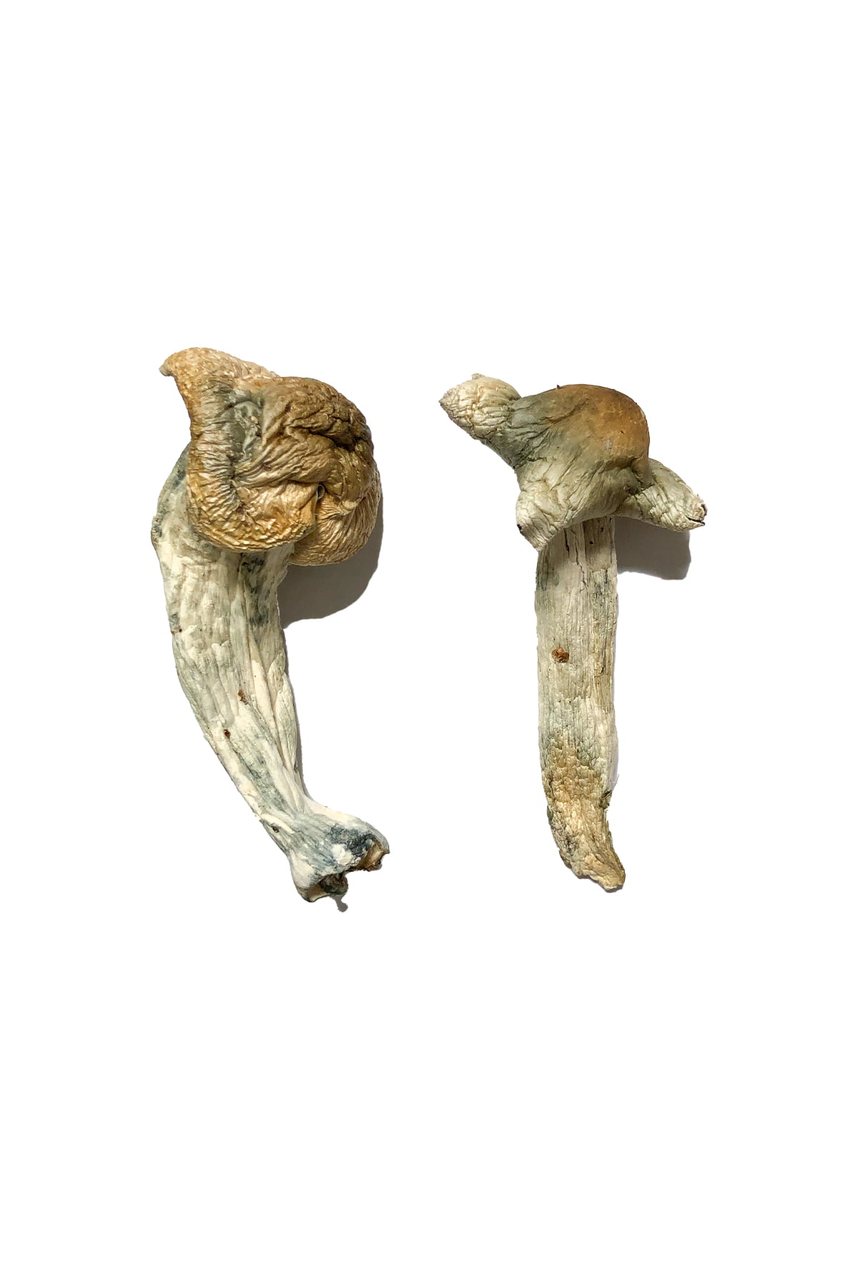 Mushrooms Online, mushroom for sale online, Buy mushroom in canada online, where to buy dry mushroom, magic mushroom gummies for sale in canada