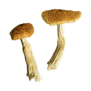 Teonanacatl Magic Mushrooms, magic mushrooms for sale in canada, buy dmt vape for sale in canada, dmt vapes in canada, where to buy dmt vape in canada