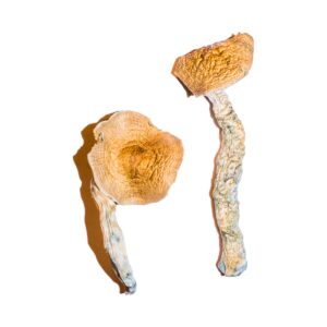 Transkei Magic Mushrooms, where to magic mushroom canada, canada magic mushroom shop, buy magic mushrooms online, shrooms in canada