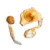 Transkei Magic Mushrooms, where to magic mushroom canada, canada magic mushroom shop, buy magic mushrooms online, shrooms in canada