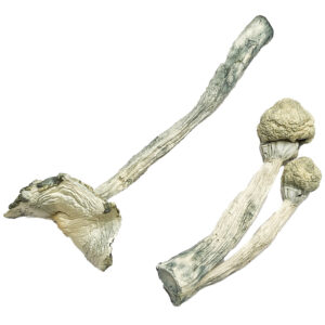 Albino Teachers Magic Mushrooms, where to buy cocaine in canada, Buy magic mushroom gummies in canada, psilocybin mushroom gummies