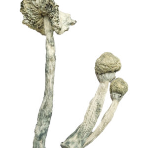 Albino Teachers Magic Mushrooms, where to buy cocaine in canada, Buy magic mushroom gummies in canada, psilocybin mushroom gummies