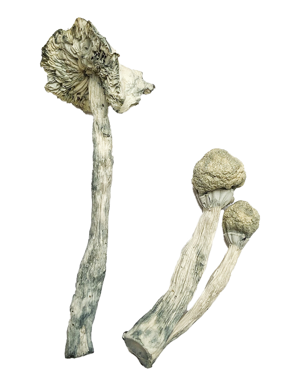 Albino Teachers Magic Mushrooms, where to buy cocaine in canada, Buy magic mushroom gummies in canada, psilocybin mushroom gummies