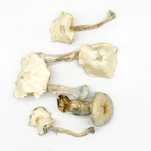 Albino Teacher Mushroom, buy mushroom gummies in canada, buy magic mushroon gummies for sale in canada, albino magic mushrooms for sale