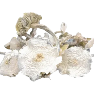 Albino Zilla Magic Mushrooms