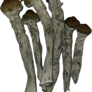 Steel Magnolia Magic Mushrooms, Poseidon’s Finger Magic Mushrooms, Buy mushroom in canada, Buy LSD and MDMA in canada, MDMA in canada