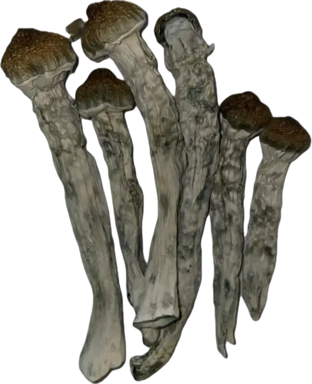 Steel Magnolia Magic Mushrooms, Poseidon’s Finger Magic Mushrooms, Buy mushroom in canada, Buy LSD and MDMA in canada, MDMA in canada
