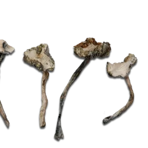 Buy Albino Avery Magic Mushrooms