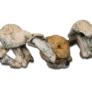 Albino Jedi Mind Fuck Magic Mushrooms