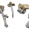 Psilocybe cubensis