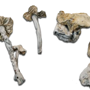 Psilocybe cubensis