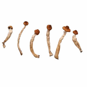 Magic Mushrooms Ban Sa Phang Kha