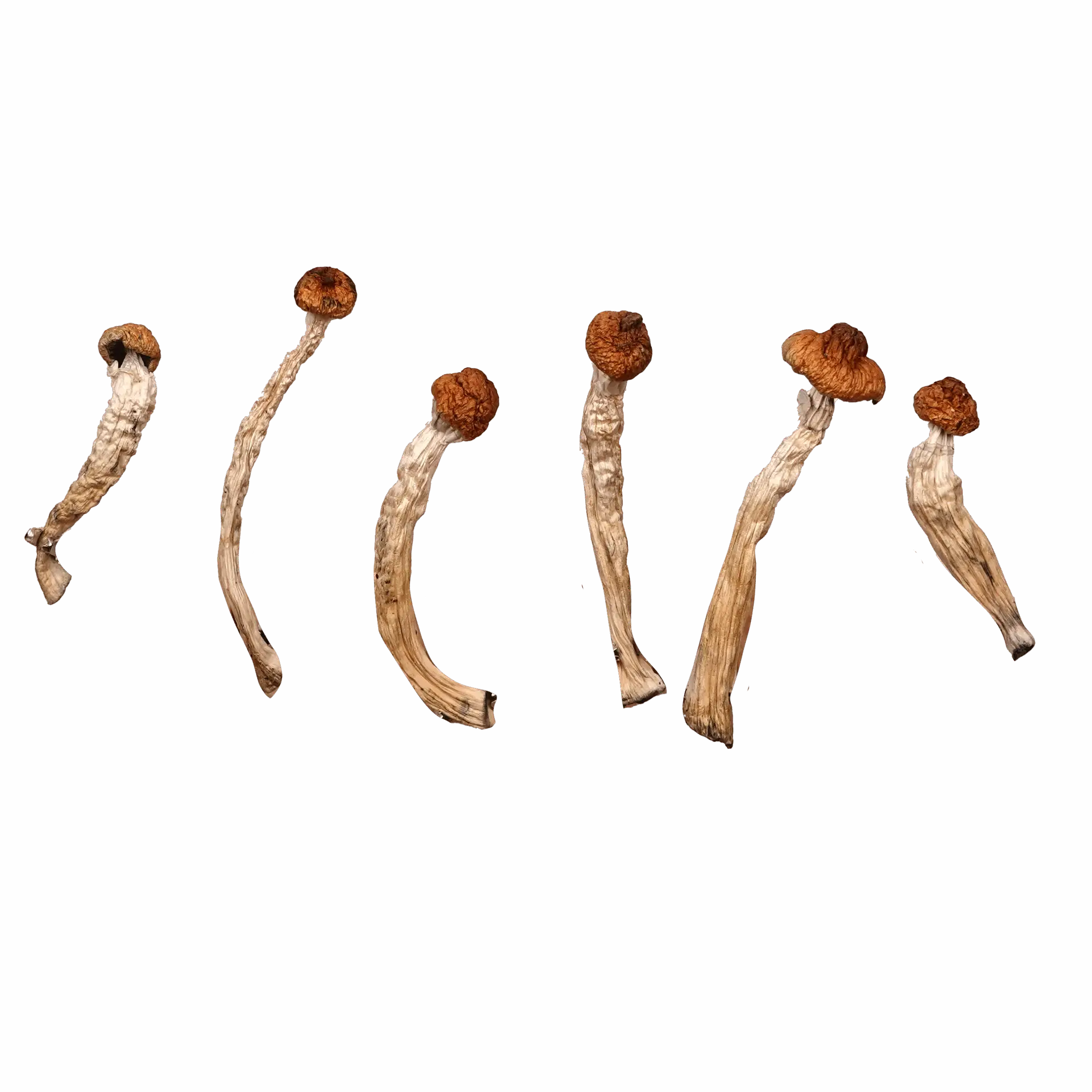 Magic Mushrooms Ban Sa Phang Kha